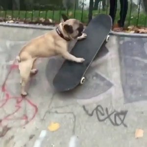 Skateboarding / Promotions on Instagram: “Caption this...😂 - 👉For cheap and fast Promotions DM or E-Mail us!👈 - 🔥Watch our new Youtube Video: LINK IN BIO🔥 - 💕Follow my personal…”