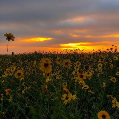 Visit Huntington Beach on Instagram: “Take a walk in the Bolsa Chica Ecological Reserve🌻 #RideYourOwnWave #SurfCityUSA 📷: @i_n_d_r_e”