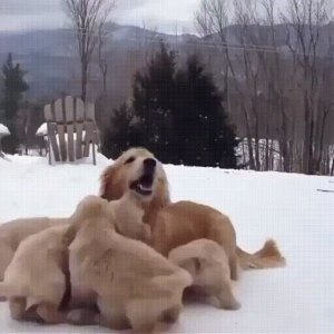 Look at how happy they are