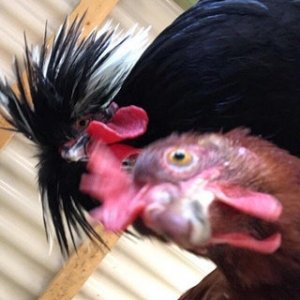 Lost my phone for a few hours, found it inside my chicken coop a few hours later with this picture in the camera roll • r/pics