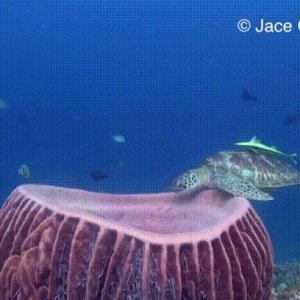 Sea turtle settles in for a nap