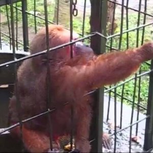 Ghetto Monkey Eating Bananas (Funny Voiceover)