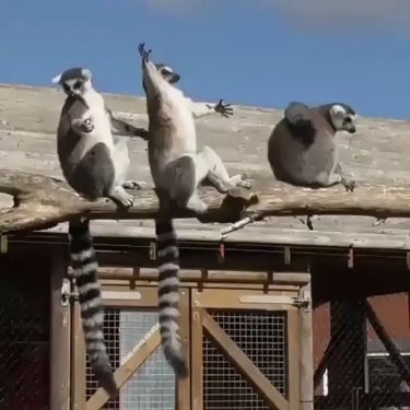 Preserve WildlifeOrganization on Instagram: “There's something hilarious about the way lemurs sunbath  Follow @preservewildlife For more♥️ Via @animalonearth Rp @destination_wild:”