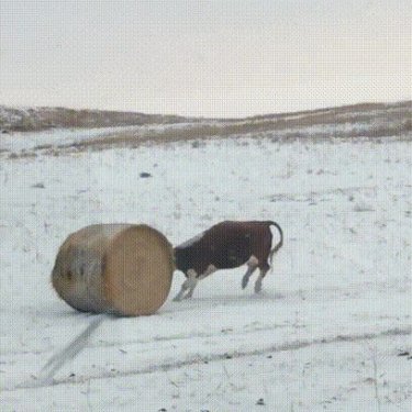 Cows are just big doggos