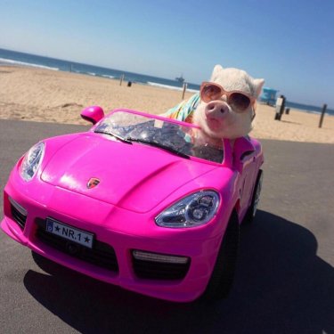 Huntington Beach on Instagram: “On my way to steal yo bae  #nationalpigday (: @hamlet_the_piggy)”