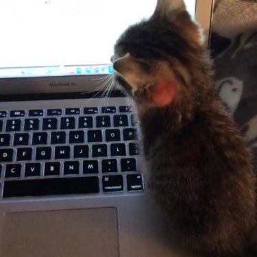 "If not for sits, why made of warms?"