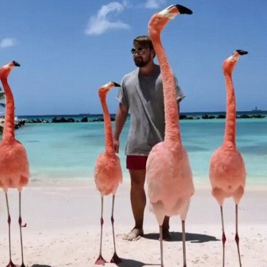 Hanging out with pink flamingos