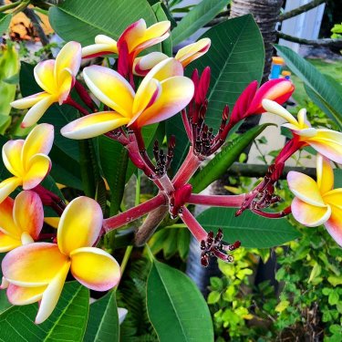 Hawaiian_Time on Instagram: “5/12/2028 5:22pm “Hawaiian_Time” My Brother Joe is very proud his garden #VisitingMyOhana❤️ #Ohana❤️ #Plumeria #islandlifestyle…”