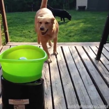 #Dog #lol