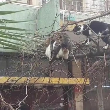 #Cats #lol