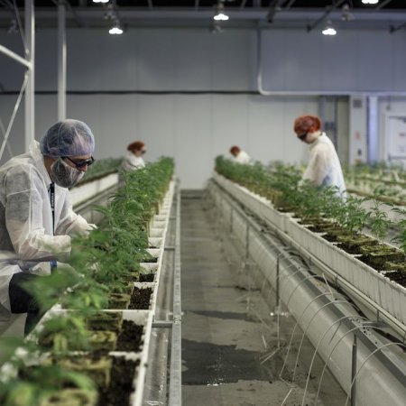 TicToc by Bloomberg on Twitter ✅ “2 Canadian companies are merging in the biggest marijuana deal ever