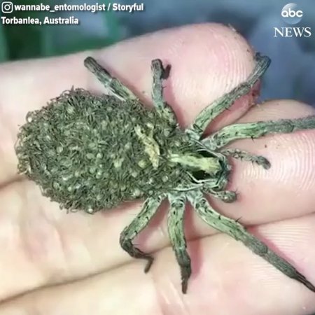 ABC News on Instagram: “Piggyback Ride: Bug enthusiast records a video of a mama wolf spider carrying hundreds of newly-hatched baby spiders on her back in…”