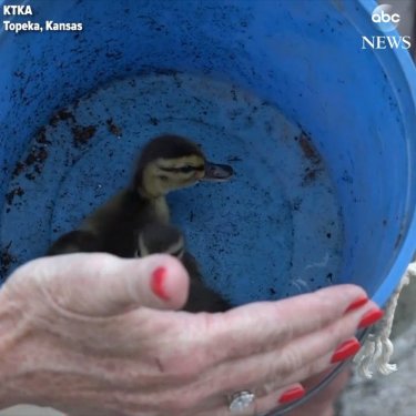 ABC News on Instagram: “Police officers and good Samaritans in Kansas come together to rescue baby ducklings lost in a sewer drain, reuniting them with their mom.…”