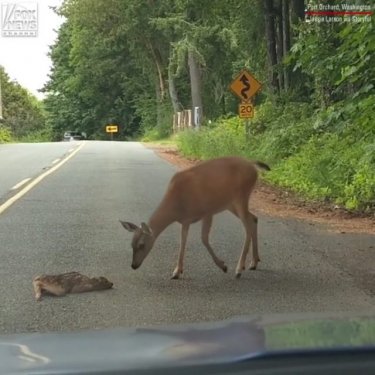 CAR CRASH PAGE on Instagram: “A mother deer helped its tiny, frightened fawn move out of danger in the middle of a Washington road. Credit @foxnews - -…”