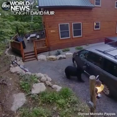 @videoviralz on Instagram: “CLEVER BEAR: A surveillance camera at a home in the Adirondacks captured the moment a mother bear opened not one, but two doors to a Toyota…”