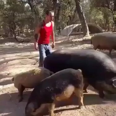 Barstool Sports on Instagram: ““What kind of Hog you riding?” @barstooloutdoors”