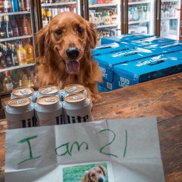 Barstool Sports on Instagram: ““That’s dog years sir.” @icanteven (@goldenreyn)”