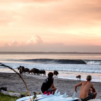Surfline on Instagram: “Cattle call.: @gianggawphoto”