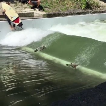 Cptn Kook on Instagram: “They surf pretty good, and their‘ duckdives are amazing!  @totallyradtv @rapidsurfing  #totallyrad #whenanimalsattackthewave…”