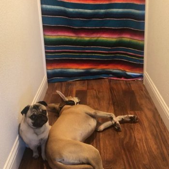 Biggie Notorious P.U.G.  on Instagram: “WHAT DA FLUFF? Where mami go? ....#whatthefluffchallenge #puglife #labsofinstagram #pitsofinstagram #pharoahhound”