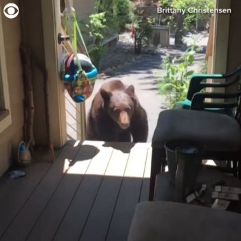 CBS Los Angeles on Instagram: “SOUND ON: A Lake Tahoe mother used her "mom voice" to stop an enormous bear from climbing onto her porch. Brittany Christensen shot this…”