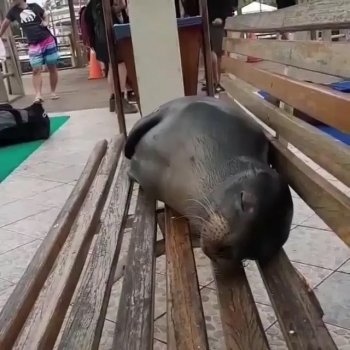 Barstool Sports on Instagram: ““Nah i don’t snore” (SOUND ON) @barstooloutdoors (Via @robertoochoahe)”