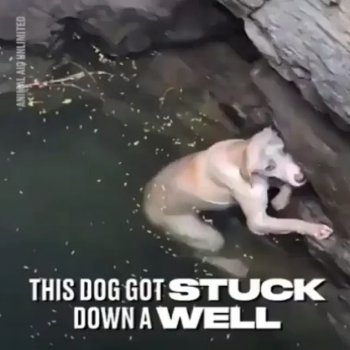 Wildlife Animals Nature on Instagram: “Who is cutting onions?-..Via @ladbible @animalaid_india”