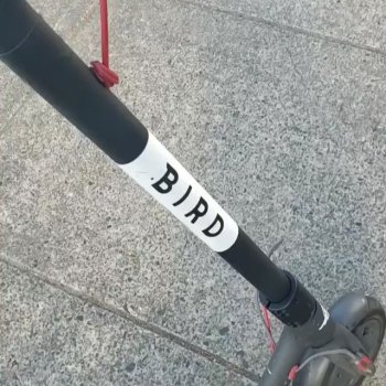 100% Submitted Content. on Instagram: “They don’t fly so good, sometimes you have to help them out. #.#birdscooters #scooters #portland #portlandoregon #wreckshare”