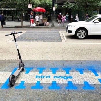 #bird