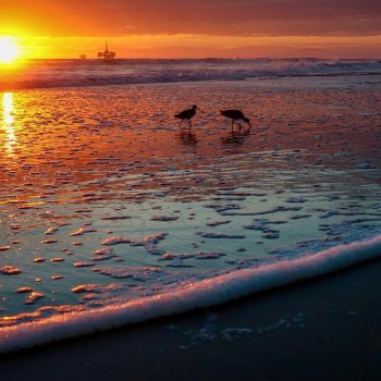 Tina & Rob on Instagram: “These little sandpipers had a romantic sunset dinner at the beach tonight.  #californiasunsets #Ig_masterpiece #Worlds_beautiful_photos…”