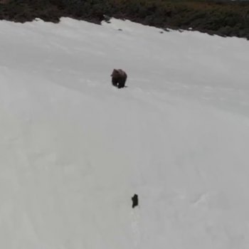 This Fallen Baby Bear Shows Perseverance As He Climbs This Snowy Mountain