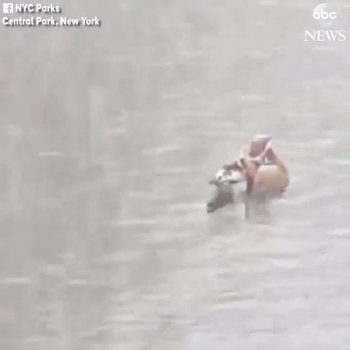 NYC's famous Mandarin duck spotted in Central Park today enjoying the first snowfall of the season.