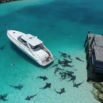 Wilderness ↟ Nature ↟ Travel on Instagram: “Would you swim here?  This is the Highbourne Cay, where majority of the sharks are Nurse Sharks. However, Bull Sharks and Lemon Sharks…”