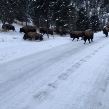Brianna Bos on Instagram: “Have you ever seen bison run? Have you ever heard them run? It’s so completely incredible. Sound on to hear those hooves.  I often imagine…”