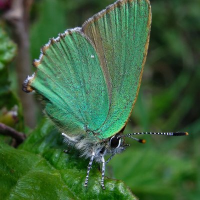 Green Hairstreak - Callophrys rubi