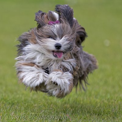Daisy is flying.