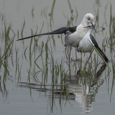 Himantopus himantopus