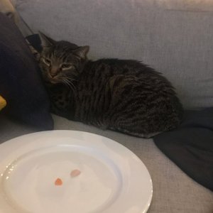 Cheens Timpf on Instagram: “2010: Found dying behind a dumpster  2019: Just on the couch eating some sushi watching a movie hbu”
