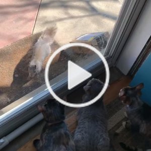 RadarRex on TikTok