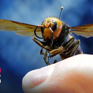 Asian giant hornet found in Washington State, putting U.S. on alert