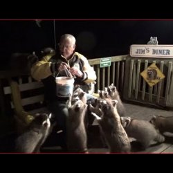 Saturday Night Raccoons