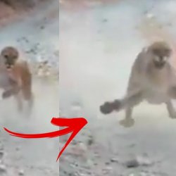 Cougar Stalks Man For 6 Minutes During Run