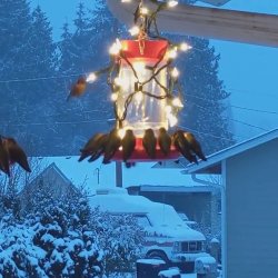 Here's a trick to help hummingbirds when it's cold outside