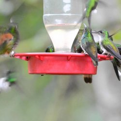 Tandayapa Bird Lodge Hummingbird Feeder