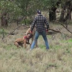 Man Punches Kangaroo to Save His Dog!