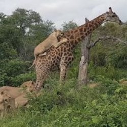 Lions cling to giraffe's back in risky attack