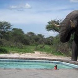 Elephant Crashes Pool Party