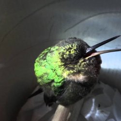 Sleeping hummingbird "snores" in Peru